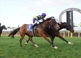 Puncher becoming stable favourite